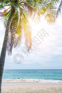夏季海滩热带棕榈树有蓝天图片
