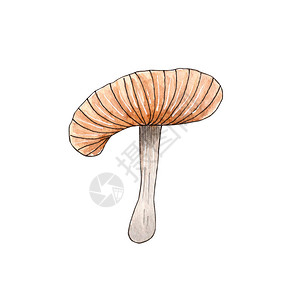 手画水彩蘑菇插图秋季天设图片