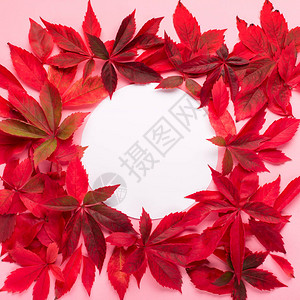 秋季创意作文粉红色纸张背景上的红叶和野生葡萄浆果秋天图片