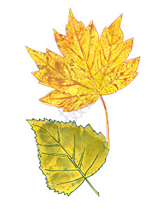 白色背景上的秋水颜色叶子高品质插图Na背景图片