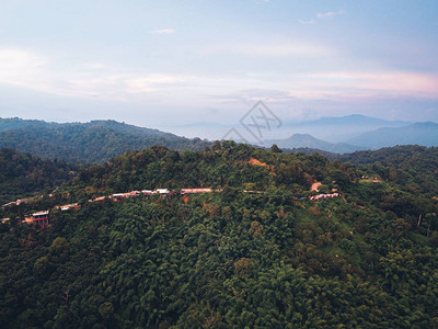 山岳树木和绿树长夕山脉图片