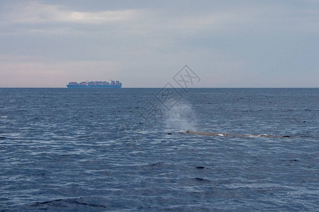 日落时与南大洋鲸在地中海域潜图片