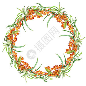 水彩图画了美丽的秋天花圈加上橙色的海莓在白色孤立的背景下进行健康的设计背景图片