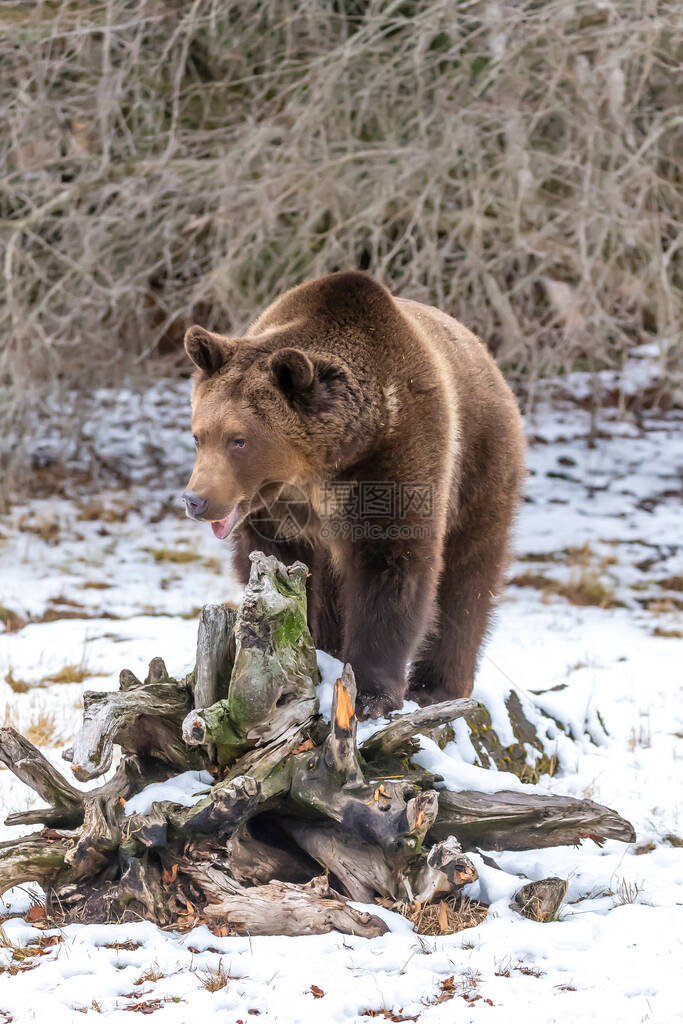 灰熊在蒙大拿州享受冬天的气图片