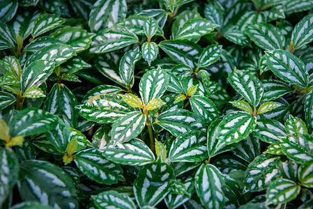 绿色背景自然植物的绿色颜和绿叶环境绿图片