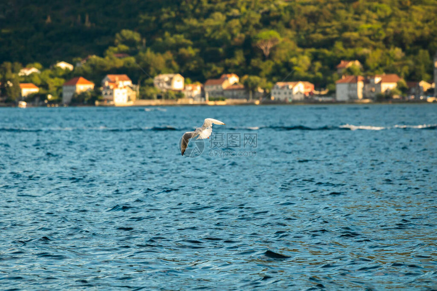 海鸥鸟聚集在黑山Perast山区城镇图片
