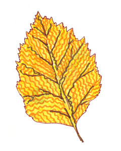 白色背景上的装饰观赏秋季黄橙树叶图片
