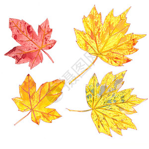 白色背景上的秋水彩色树叶背景图片