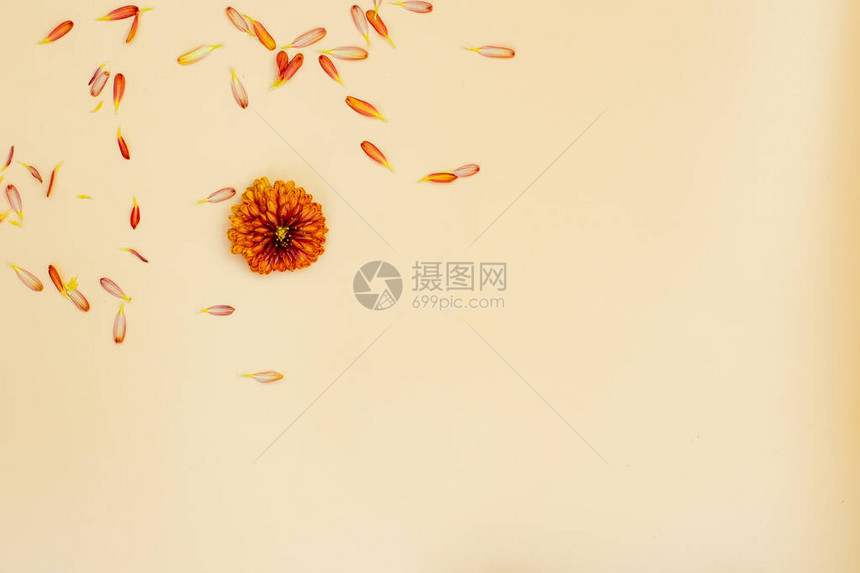 黄色背景上的黄色花朵上的黄色花朵秋季作文平面布局图片