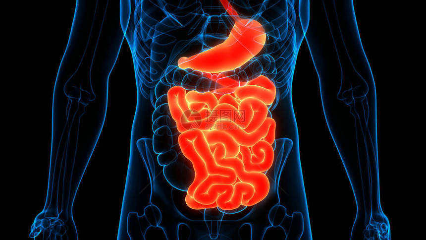 人类消化系统Stomaac图片