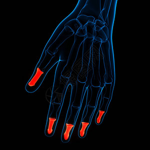 人类骨骼系统DistalPhalanges联合图片