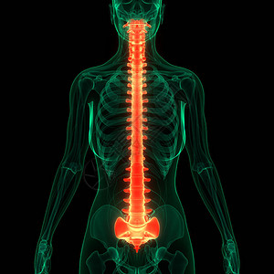 人体骨骼系统解剖学的脊髓柱3D图片