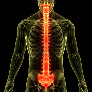 人体骨骼系统解剖学的脊髓柱3D图片