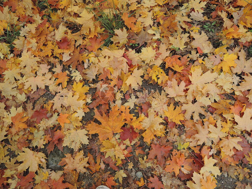 黄色和红色的叶子躺在路上枫叶在沥青上秋叶落枫叶从树上飞了下图片