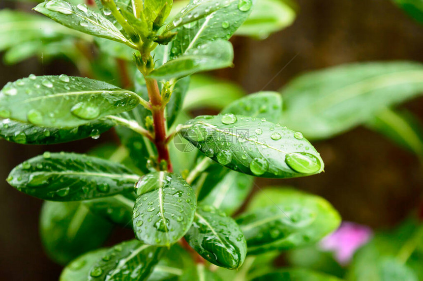 叶上的雨滴叶子图像上的雨滴美丽的雨季图片