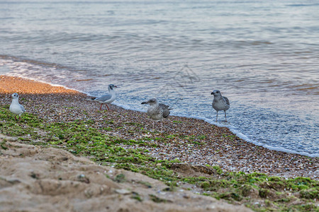 夏季海滨有年轻的海鸥散步图片
