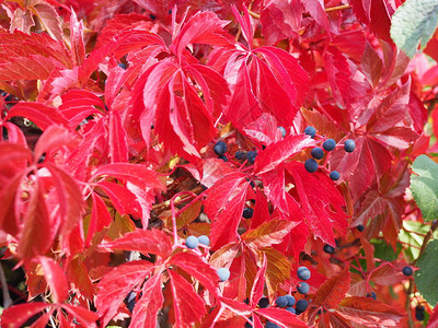野生葡萄的红色秋叶秋天的叶子背景叶子在选择焦点美丽的模糊背景图片
