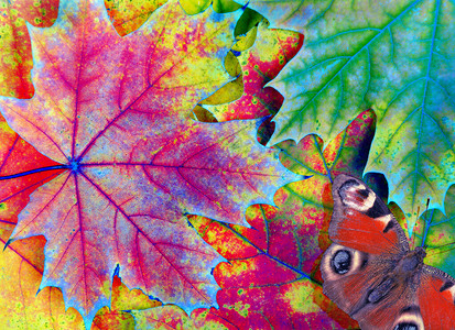 彩虹颜色明亮多彩的秋叶和红色图片