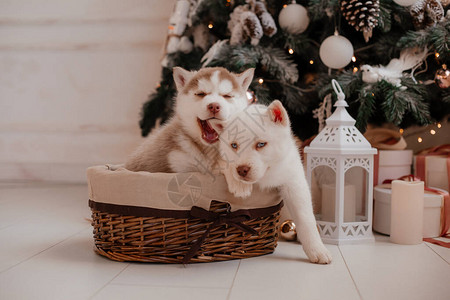 可爱的狗和圣诞节的概念图片