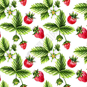 白色背景上草莓的水彩无缝水果图案图片