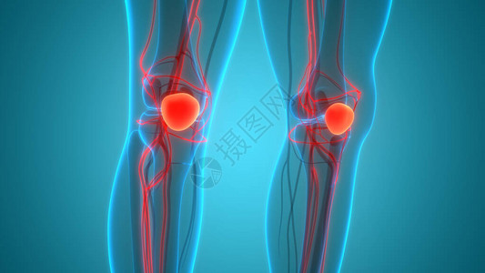 人类骨骼系统PatellaBone图片