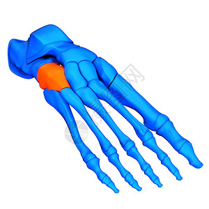 人类骨骼系统脚骨结关节细胞图片