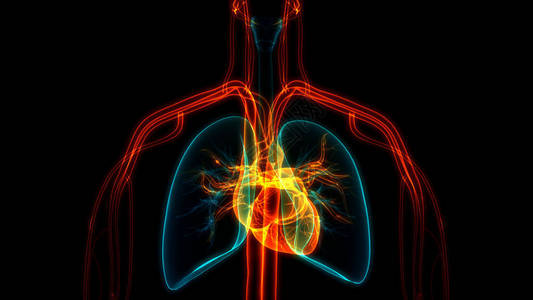 人体循环系统心脏解剖3D高清图片