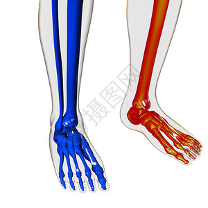 人体骨骼系统脚骨关节解剖学3D图片