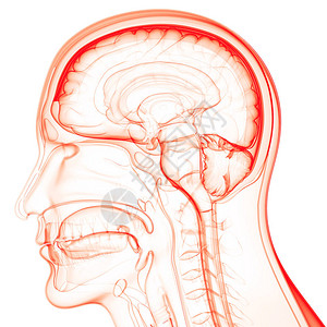 人类神经系统脑解剖图片