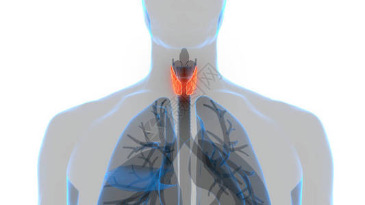 粘液性水肿甲状腺肌体解剖术的人体基因层背景