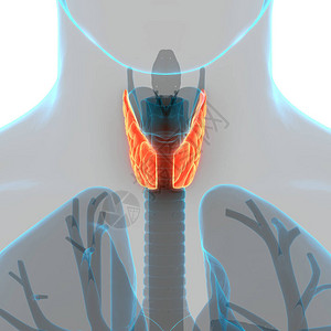 甲状腺肌体解剖术的人体基因层图片