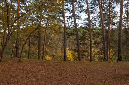 秋天的森林风景与秋叶路图片