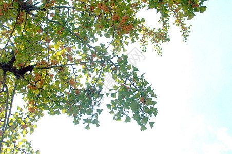 通过在秋天接收蓝色天空和温暖阳光而增加图片