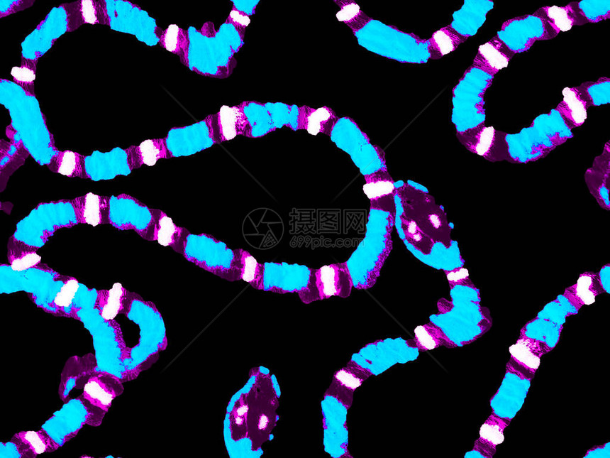 Aspid无缝模式非洲野生动物园皮革插图Elapidae特写背景经典的蓝色和靛蓝色蛇皮印花毒龙仿手绘As图片