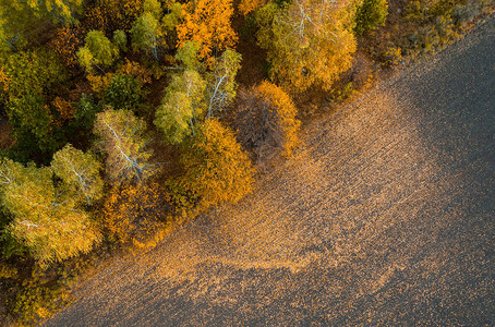 黄红花叶用落叶冲洗地面的秋树和黄图片