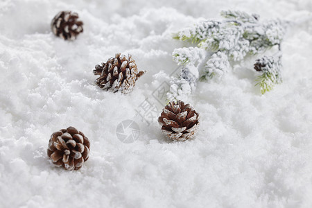 雪地背景松果冬日静物背景图片