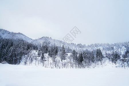 冬季雪景森林图片