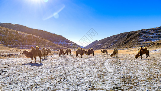 内蒙古冬季山区田野骆驼放牧图片