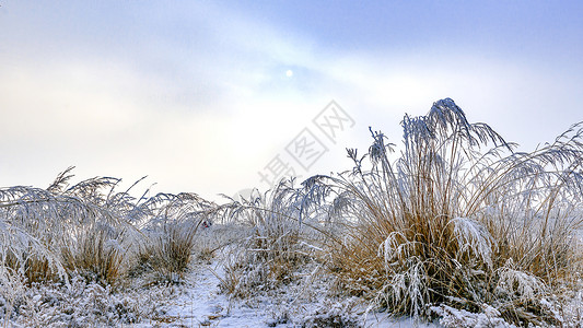 冰霜ps素材内蒙古冬季蓝天蒿草芦苇雪景背景