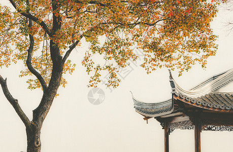 南京老门东乌桕树与传统建筑背景图片