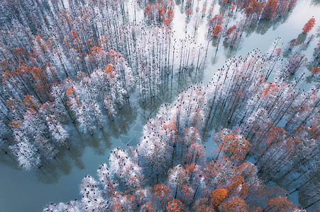 树池坐凳冬天的池杉树背景
