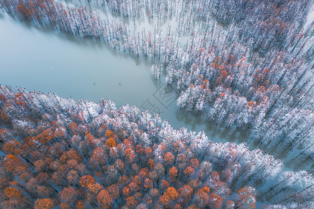 池杉ps素材冬天的池杉树背景