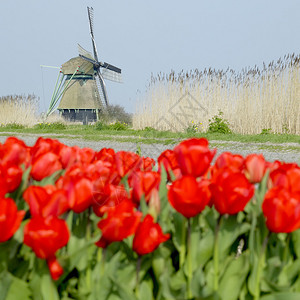 荷兰OosterEgalementslooot运河附近带郁图片