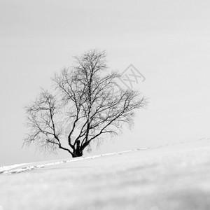 雪坡上孤独的桦树图片