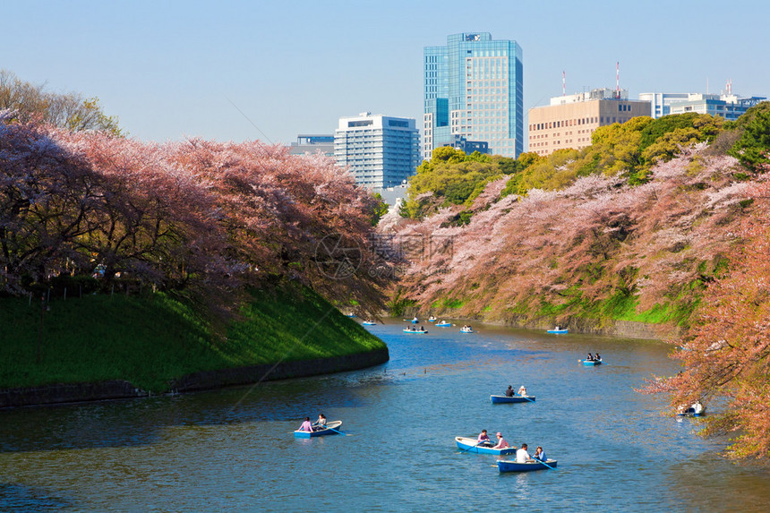 日本东京樱花盛季期间图片