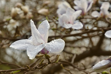一朵花在木兰开花树的模糊背景下图片