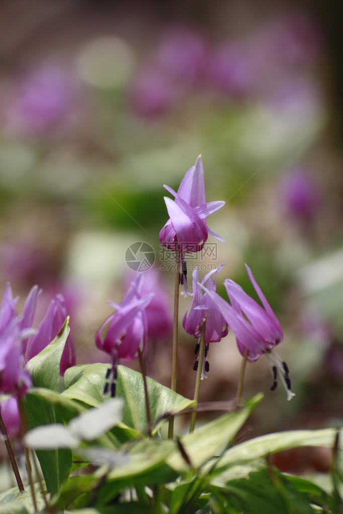 在春天关闭KatakuriErythroniumjaponicum图片