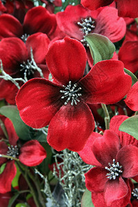 丝绸圣诞一品红花背景图片
