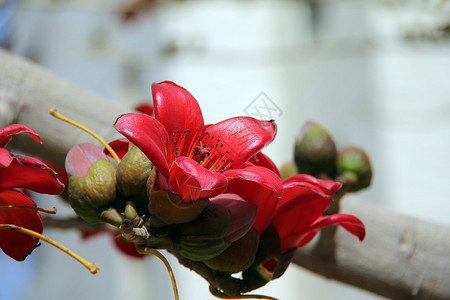 红色丝绸棉花树孟巴图片