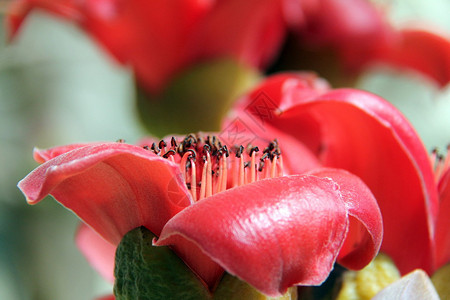 红色丝绸棉花树的花束爆炸图片